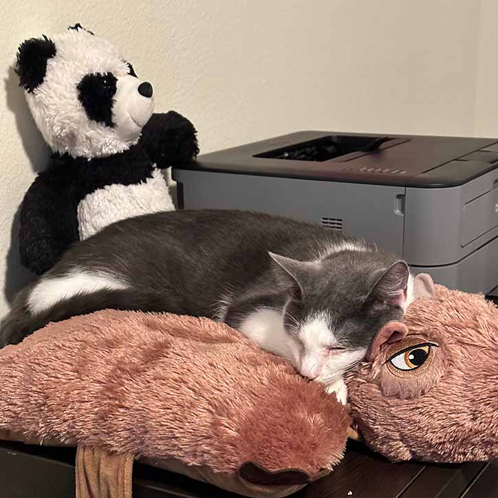 A photograph of a cat named Oatmilk sleeping on a capybara Pillow Pet™